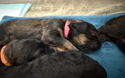 Bernedoodle dogs for sale: Pink Collar Girl - Image 1