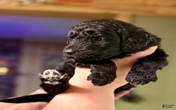 Goldendoodle dogs for sale: Waylon - Image 1