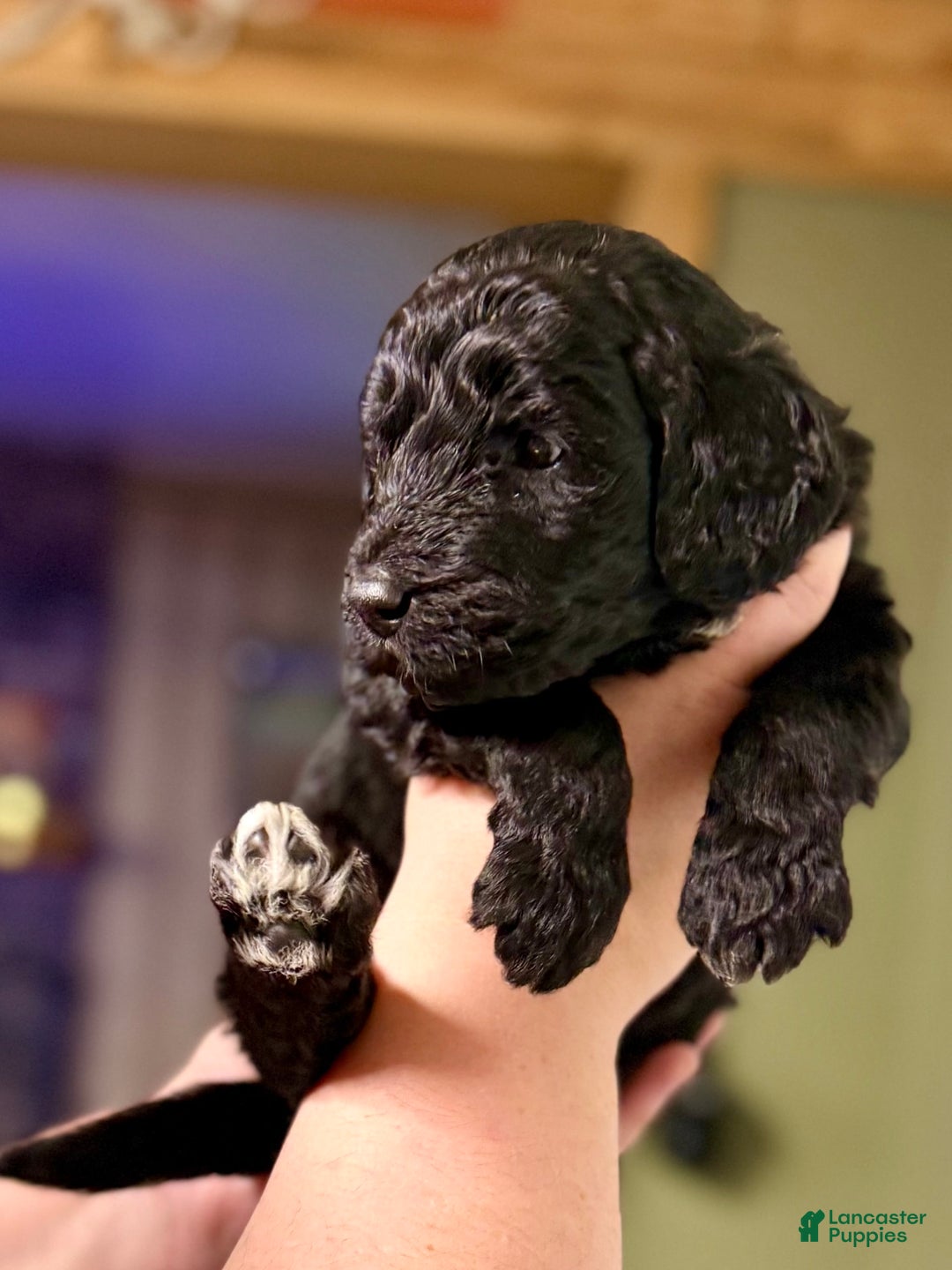 Goldendoodle dogs for sale: Waylon - Image 1
