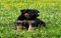 German Shepherd dogs for sale: Drama Girl - Image 5
