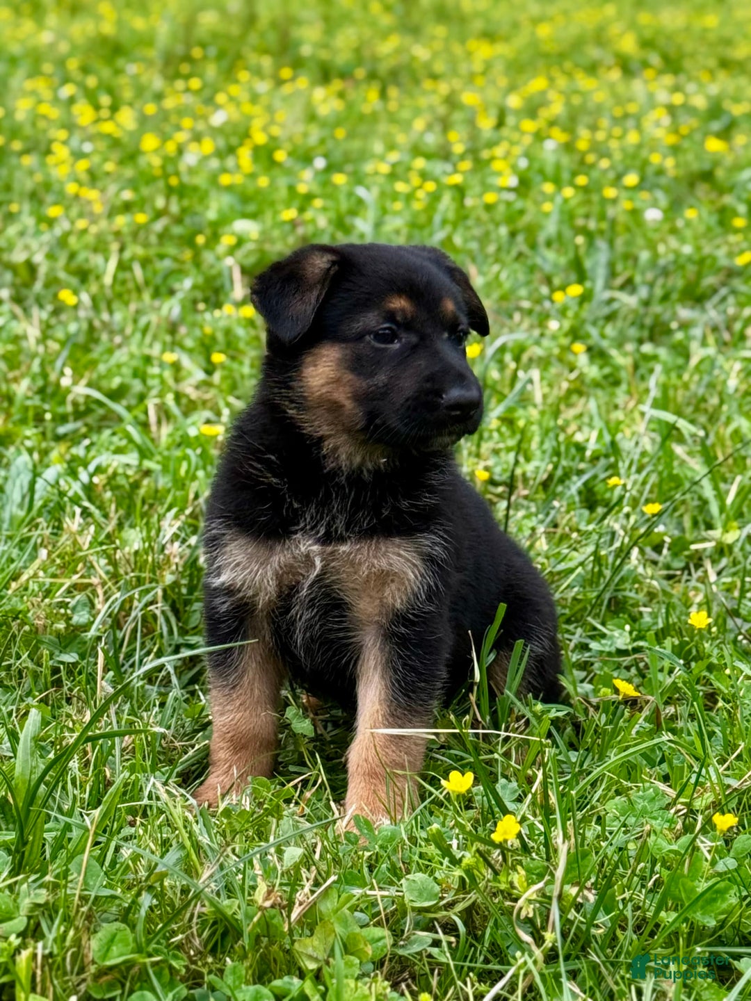German Shepherd dogs for sale: Drama Girl - Image 5