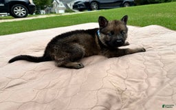 German Shepherd dogs for sale: Blue Collar - Image 1
