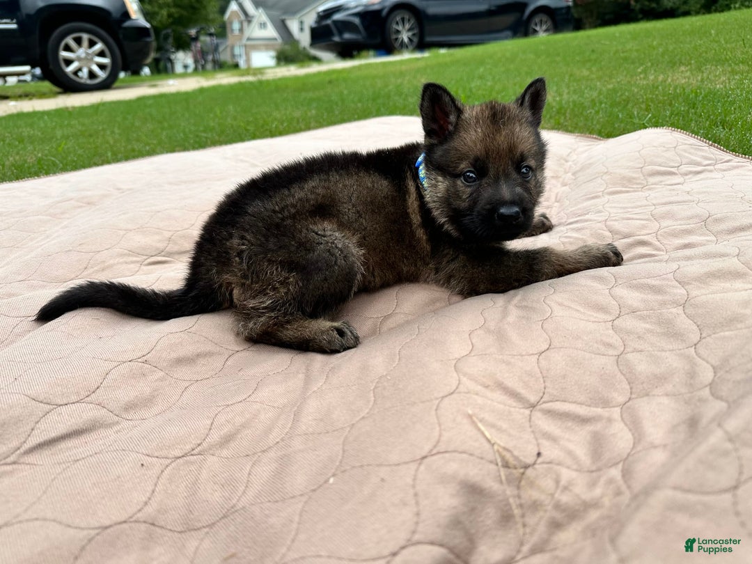 German Shepherd dogs for sale: Blue Collar - Image 1