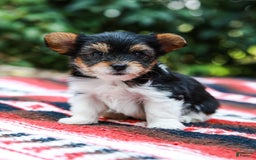 Yorkshire Terrier dogs for sale: Teddy Teacup - Image 8