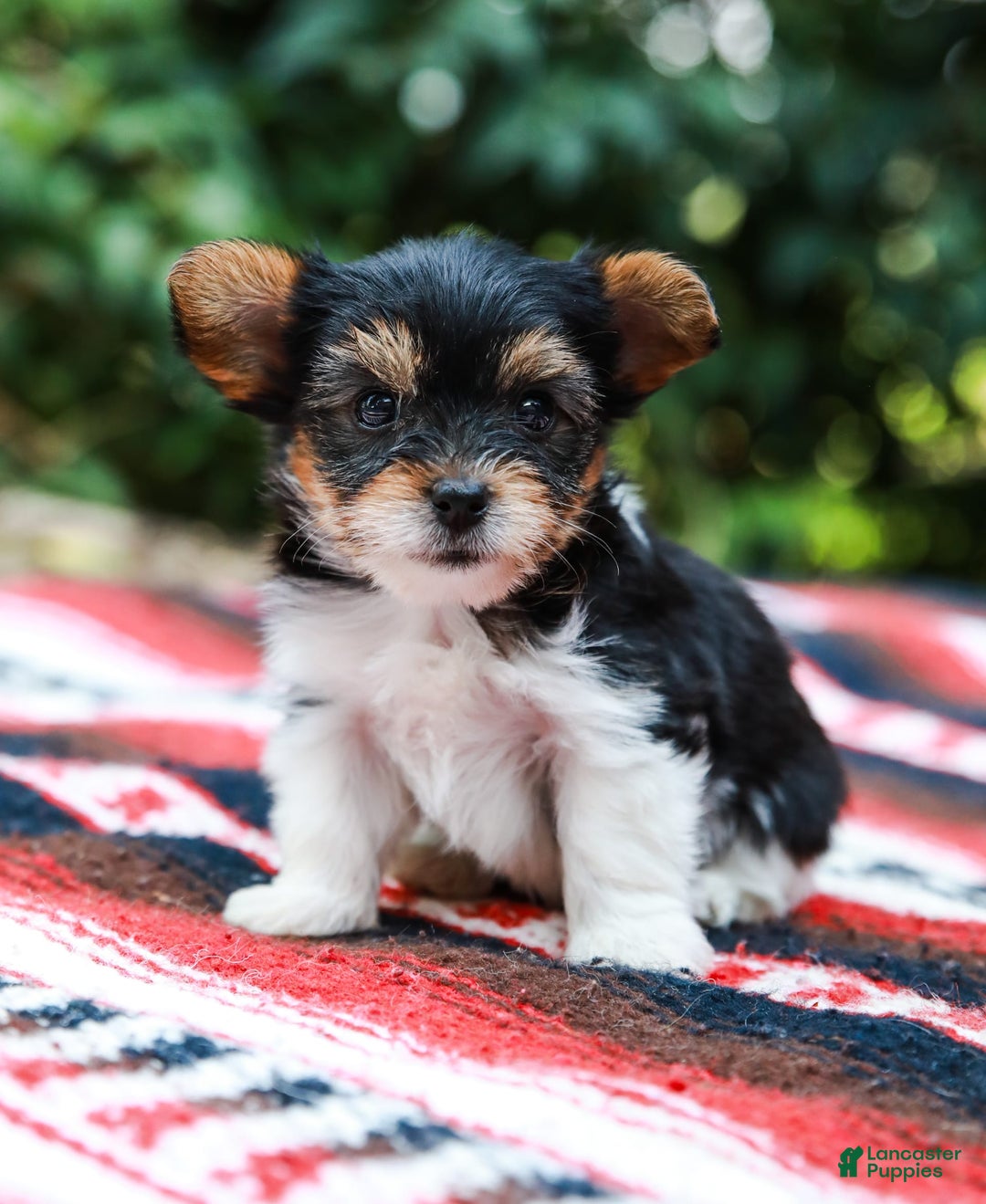 Yorkshire Terrier dogs for sale: Teddy Teacup - Image 8