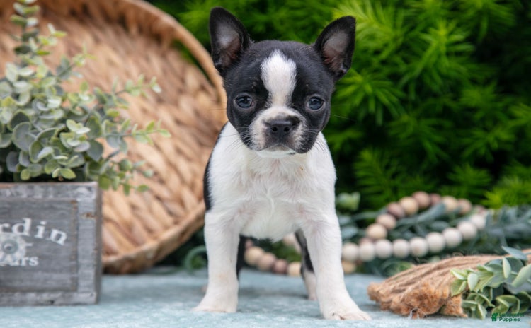 Boston Terrier dogs for sale - Ad 1