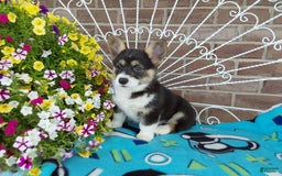 Welsh Corgi Pembroke dogs for sale: Chase - Image 12