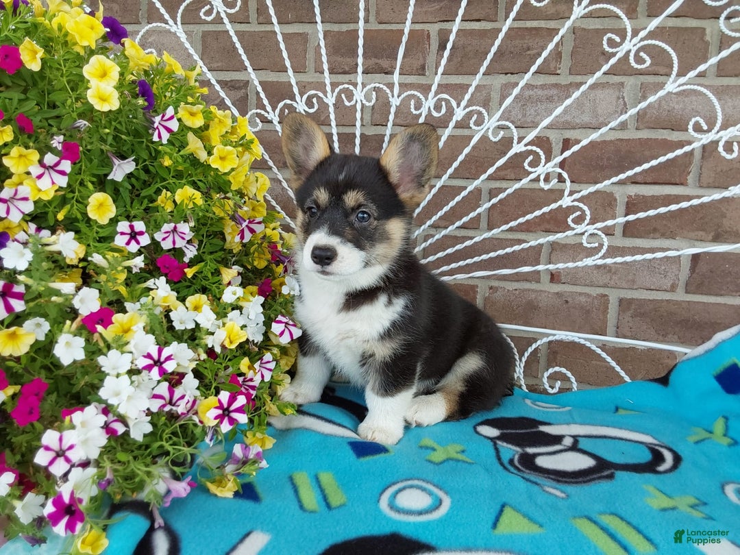 Welsh Corgi Pembroke dogs for sale: Chase - Image 12