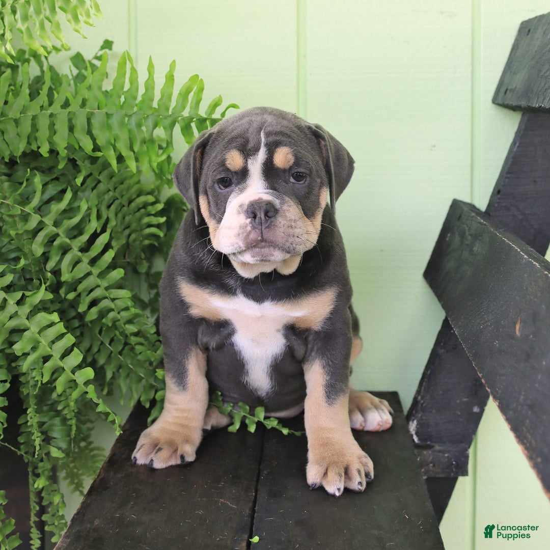 Olde English Bulldogge dogs for sale: Cassie - Image 2