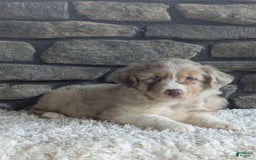 Australian Shepherd dogs for sale: Reese - Image 3
