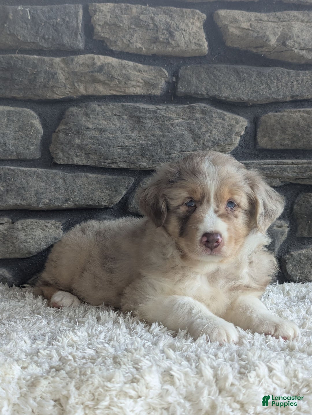 Australian Shepherd dogs for sale: Reese - Image 3