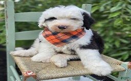 Sheepadoodle dogs for sale: Fido - Image 2