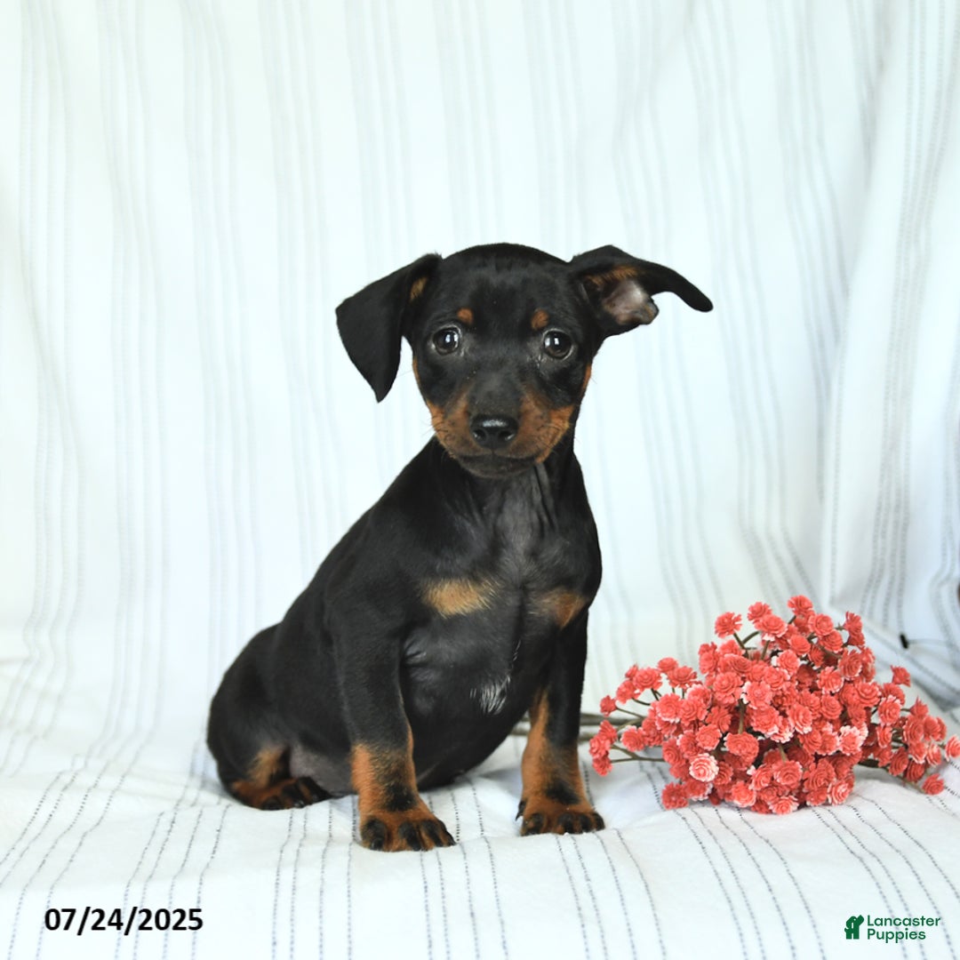 Miniature Pinscher dogs for sale: Bentley - Image 1