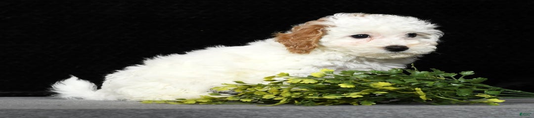 Petunia