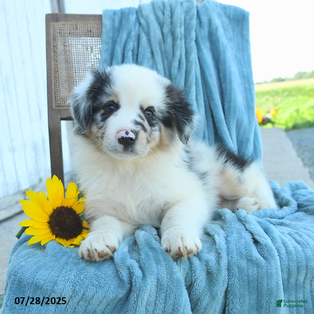 Australian Shepherd dogs for sale: Blossom - Image 1