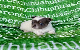 Chihuahua dogs for sale: Blue Sky Long Coat - Image 10
