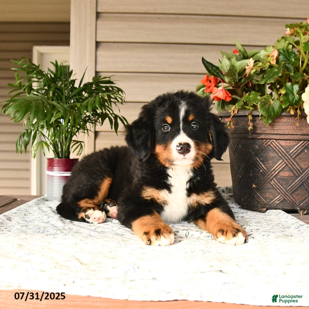 Bernese Mountain Dog dogs for sale: Buster - Image 8