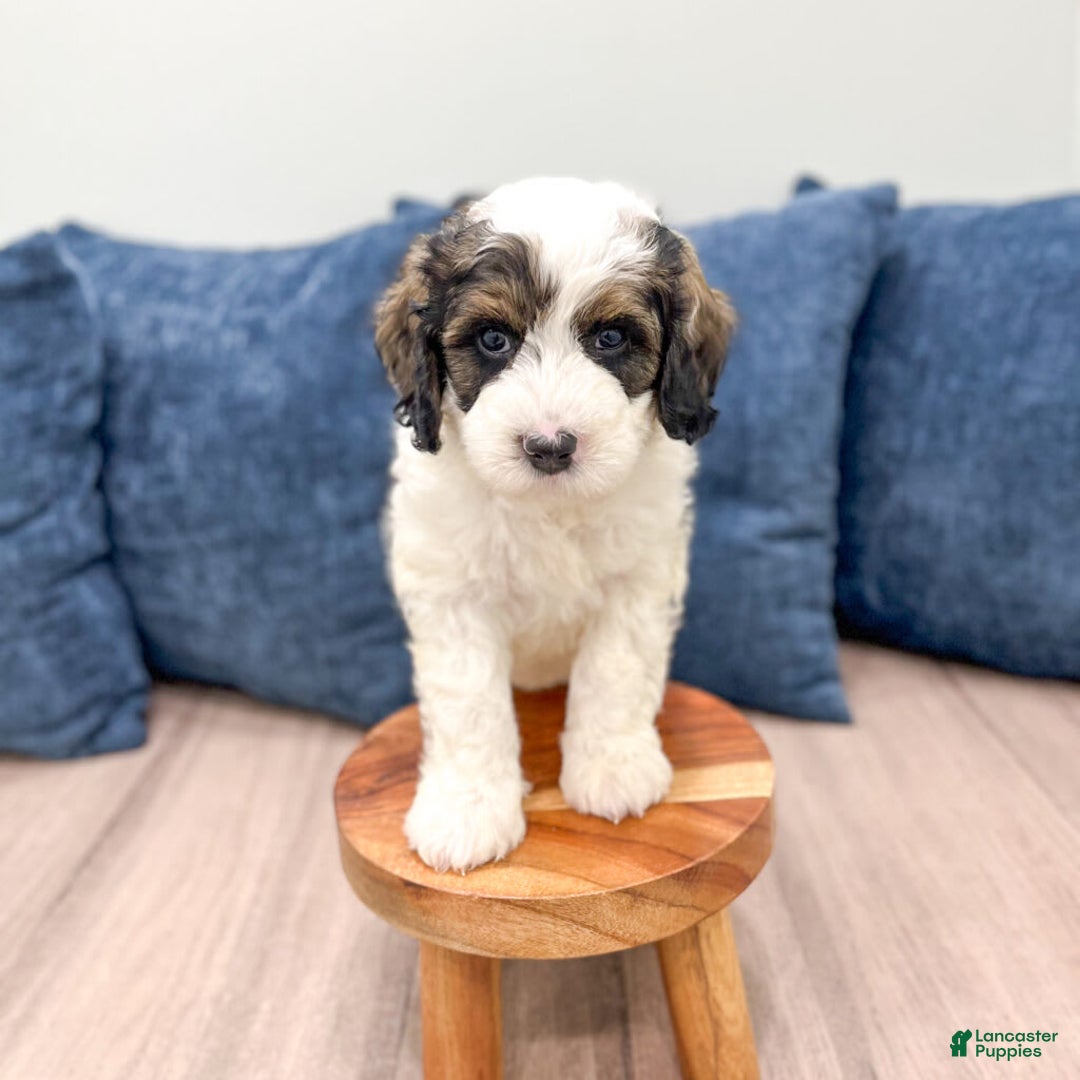 Mini Bernedoodle dogs for sale: Chase - Image 6
