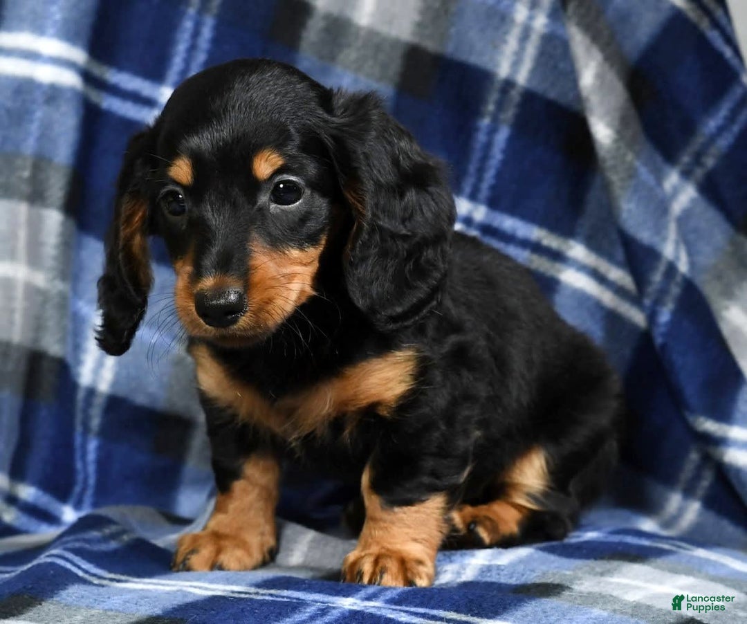 Miniature Dachshund dogs for sale: Dora - Image 2
