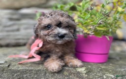 Miniature Poodle dogs for sale: Tori - Image 4