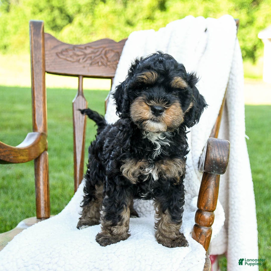 Havapoo dogs for sale: Pepper - Image 4