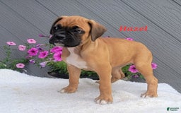Boxer dogs for sale: Hazel - Image 4