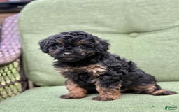 Miniature Poodle dogs for sale: Jasmine - Image 8
