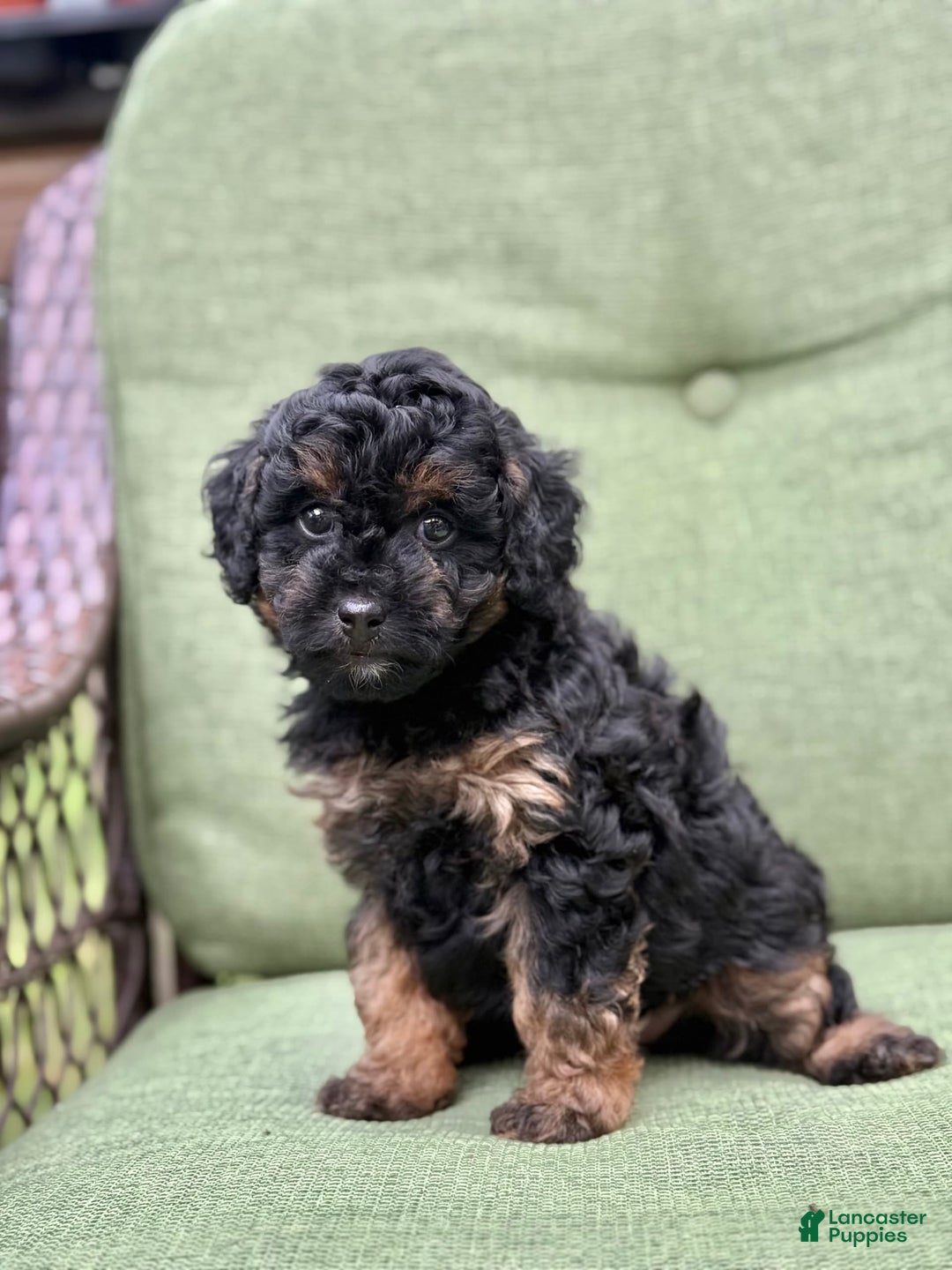 Miniature Poodle dogs for sale: Jasmine - Image 8
