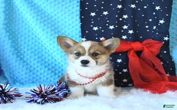 Welsh Corgi Pembroke dogs for sale: Linton - Image 5