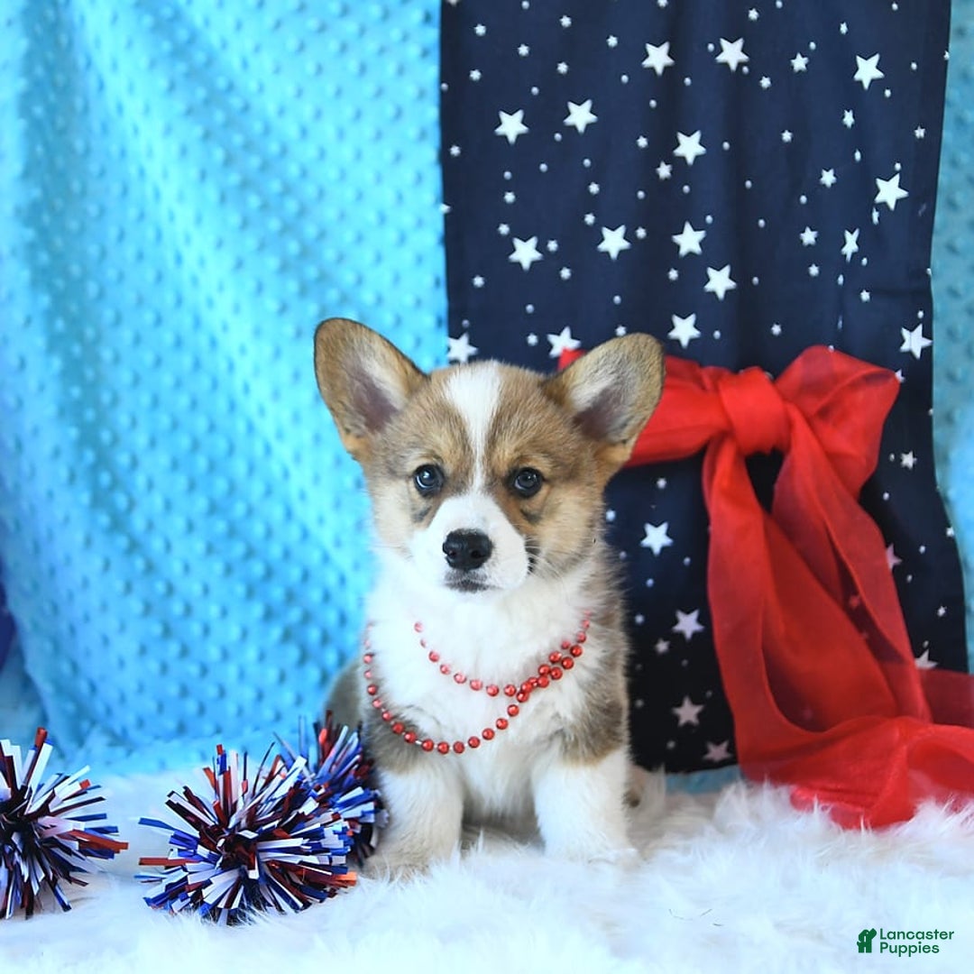 Welsh Corgi Pembroke dogs for sale: Linton - Image 5