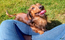 Miniature Dachshund dogs for sale: Ray - Image 11