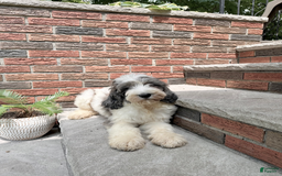 Goldendoodle dogs for sale: Blaze - Image 4
