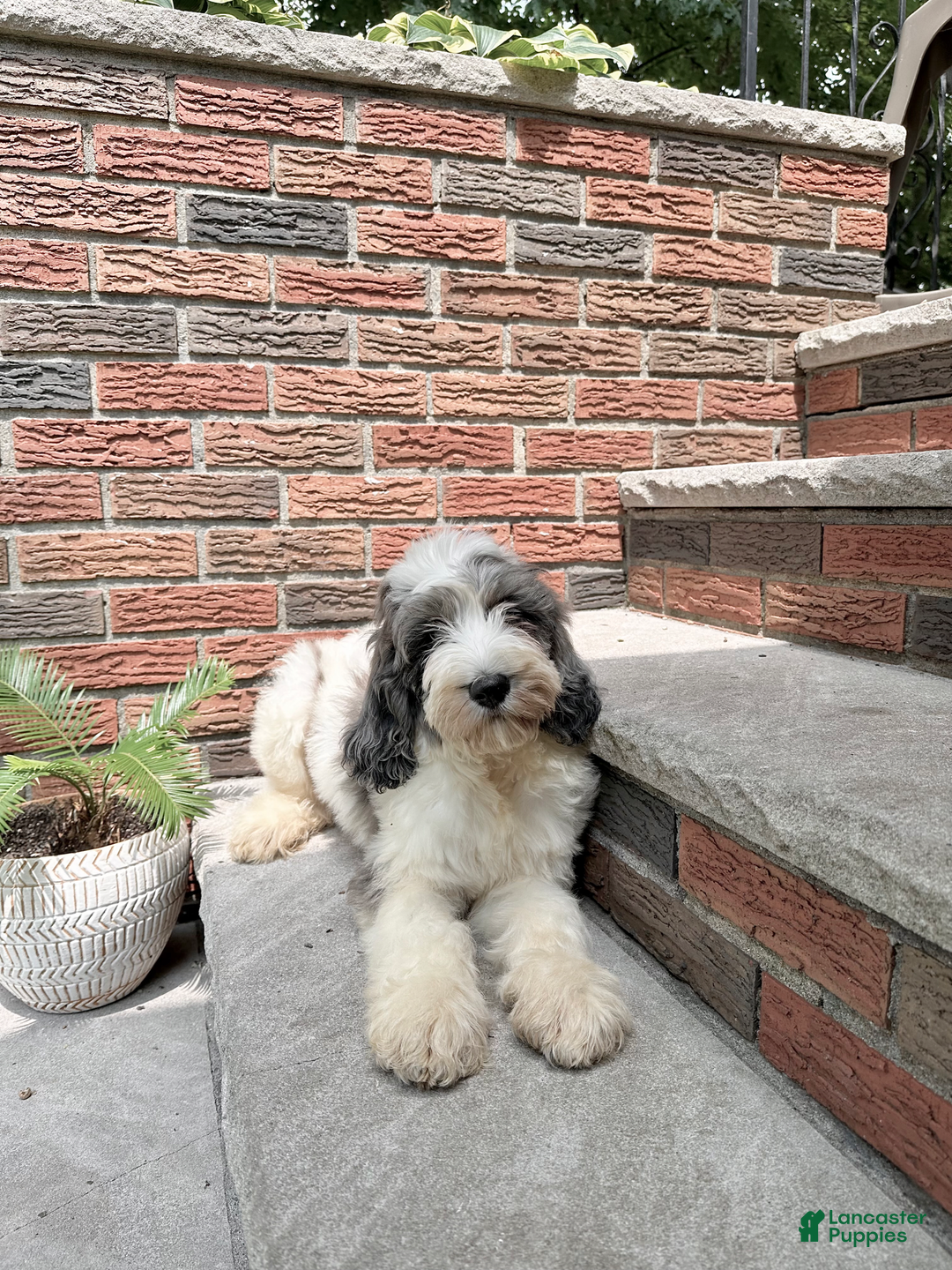 Goldendoodle dogs for sale: Blaze - Image 4