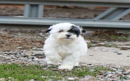 Shihpoo dogs for sale: Abby - Image 8