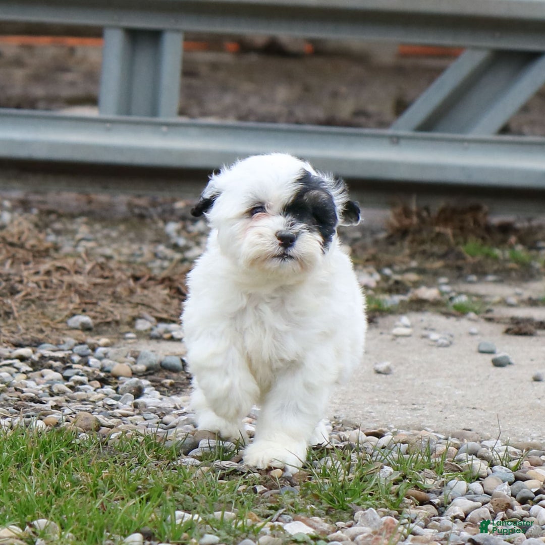 Shihpoo dogs for sale: Abby - Image 8