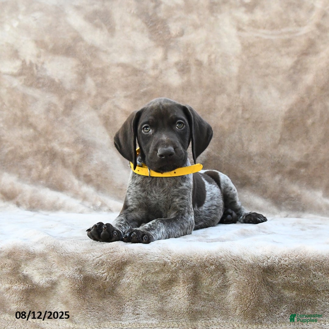 German Shorthaired Pointer dogs for sale: Erie - Image 4