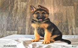German Shepherd dogs for sale: Zeus - Image 7