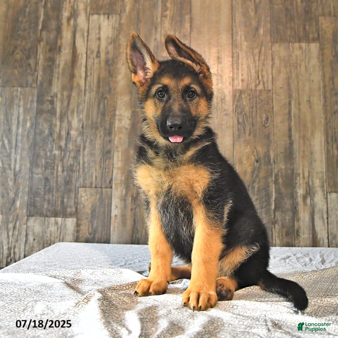German Shepherd dogs for sale: Zeus - Image 7