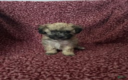 Teddy Bear dogs for sale: Sadie - Image 1