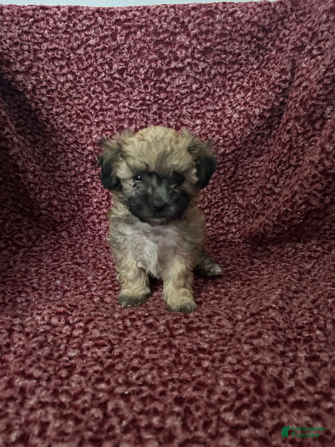 Teddy Bear dogs for sale: Sadie - Image 1