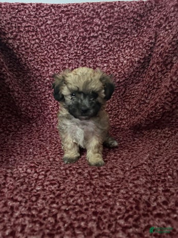 Teddy Bear dogs for sale - Ad 2
