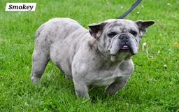 Frenchton dogs for sale: Baxter - Image 9