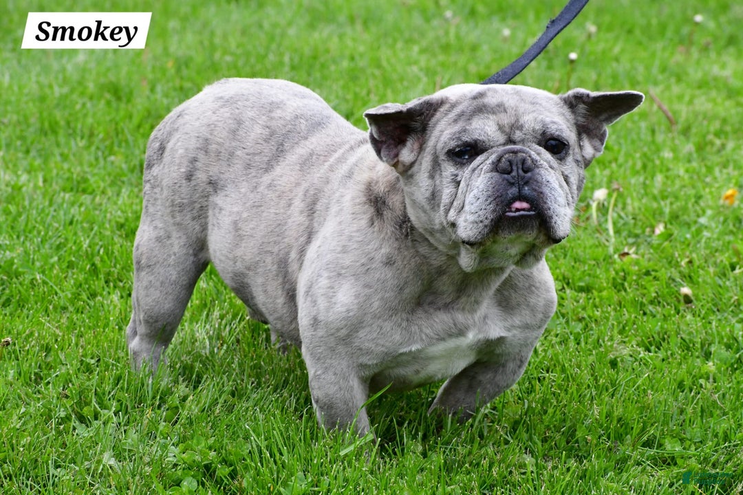 Frenchton dogs for sale: Baxter - Image 9
