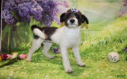  dogs for sale: Lacey - Image 4