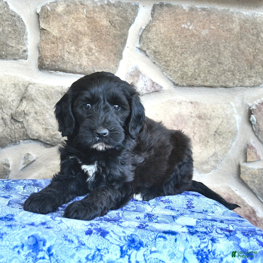Goldendoodle dogs for sale: Star - Image 4