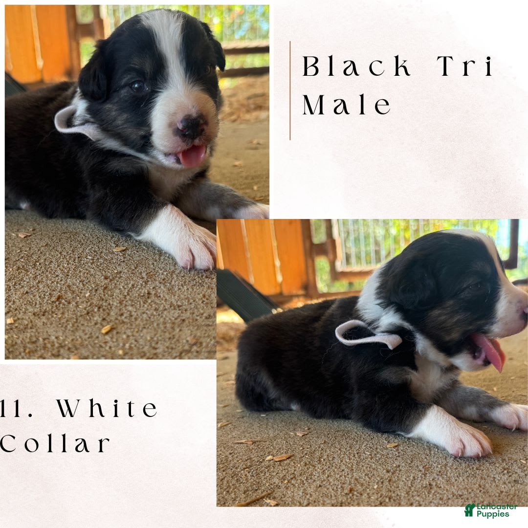 Australian Shepherd dogs for sale: White Collar - Image 1