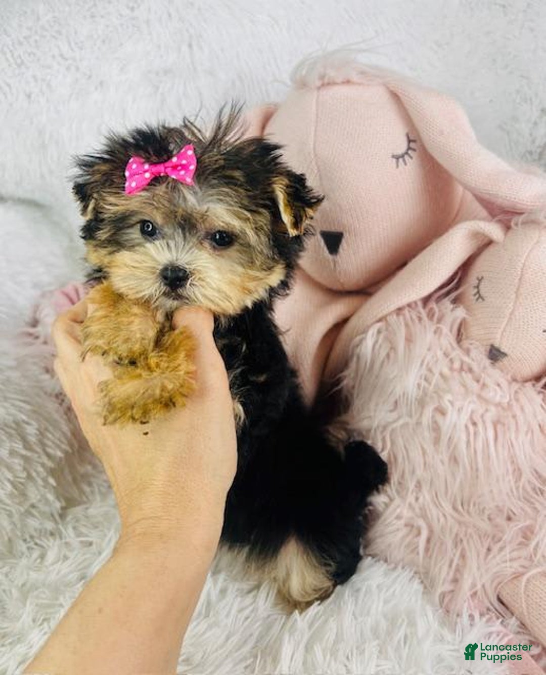 Morkie dogs for sale: Dandelion - Image 3