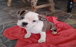 Boston Terrier dogs for sale: Blue Pedro - Image 7