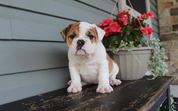 English Bulldog dogs for sale: Raspberry - Image 11