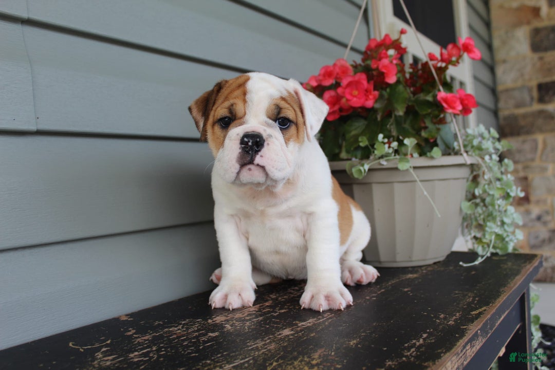 English Bulldog dogs for sale: Raspberry - Image 11